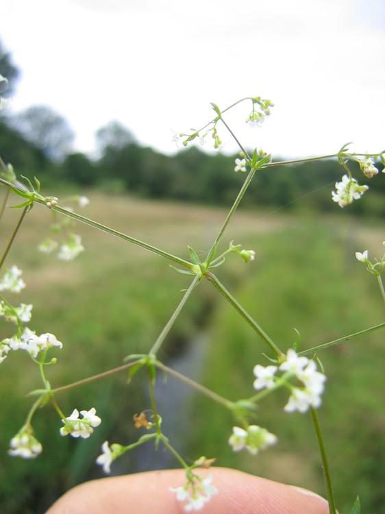 Galium uliginosum